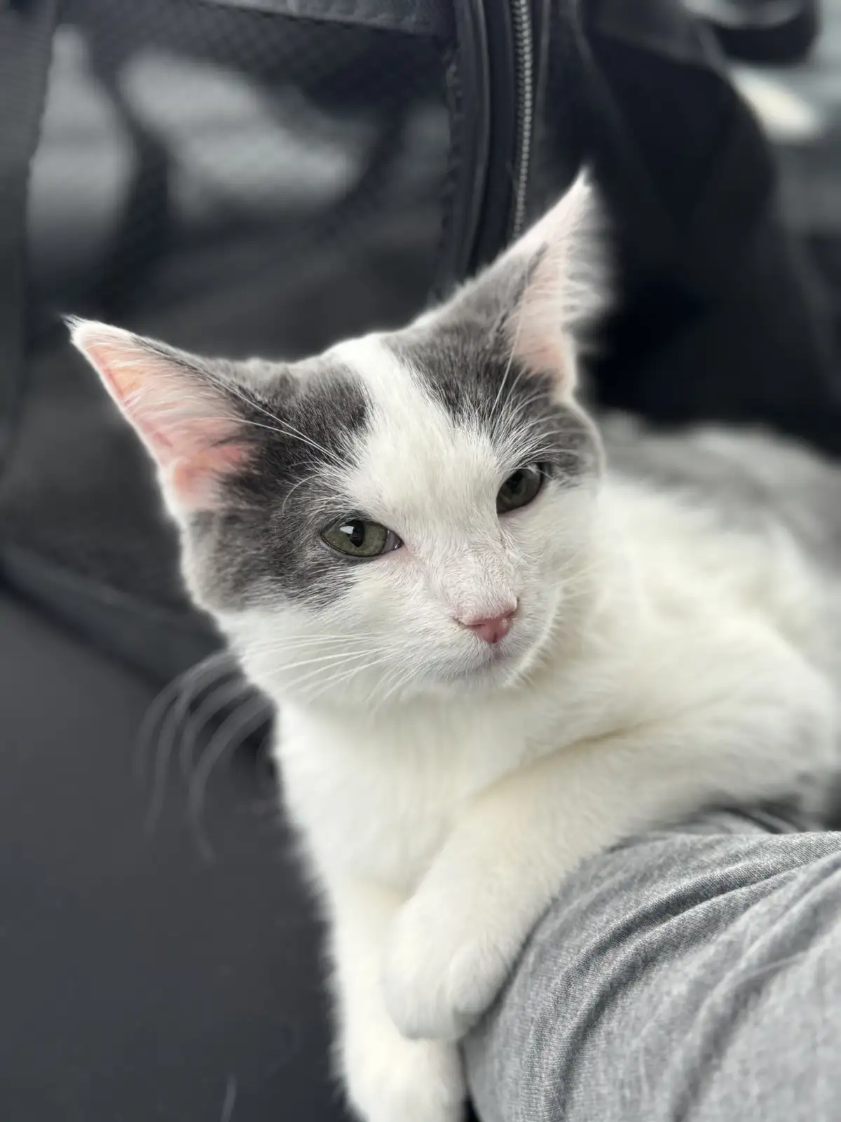 A close-up photo of a white and gray cat with green eyes resting on a person's lap, looking directly at the camera with a…