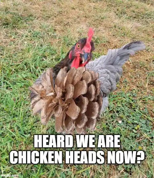 A chicken with a large pinecone strapped to its back, standing in grass, with bold white text overlaid that reads 'HEARD WE…