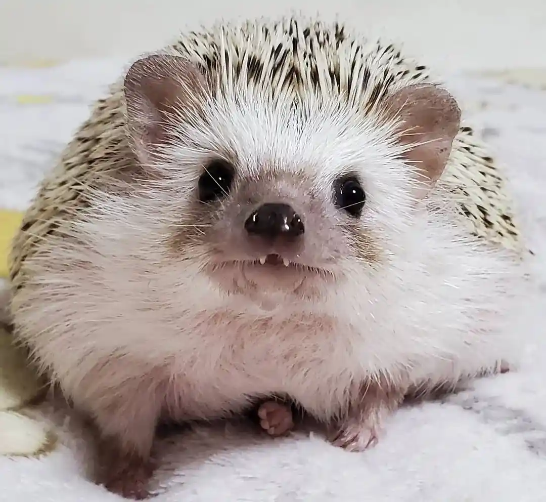 A close-up photo of a small, fluffy hedgehog with white and brown spines, dark eyes, and a visible set of tiny teeth…