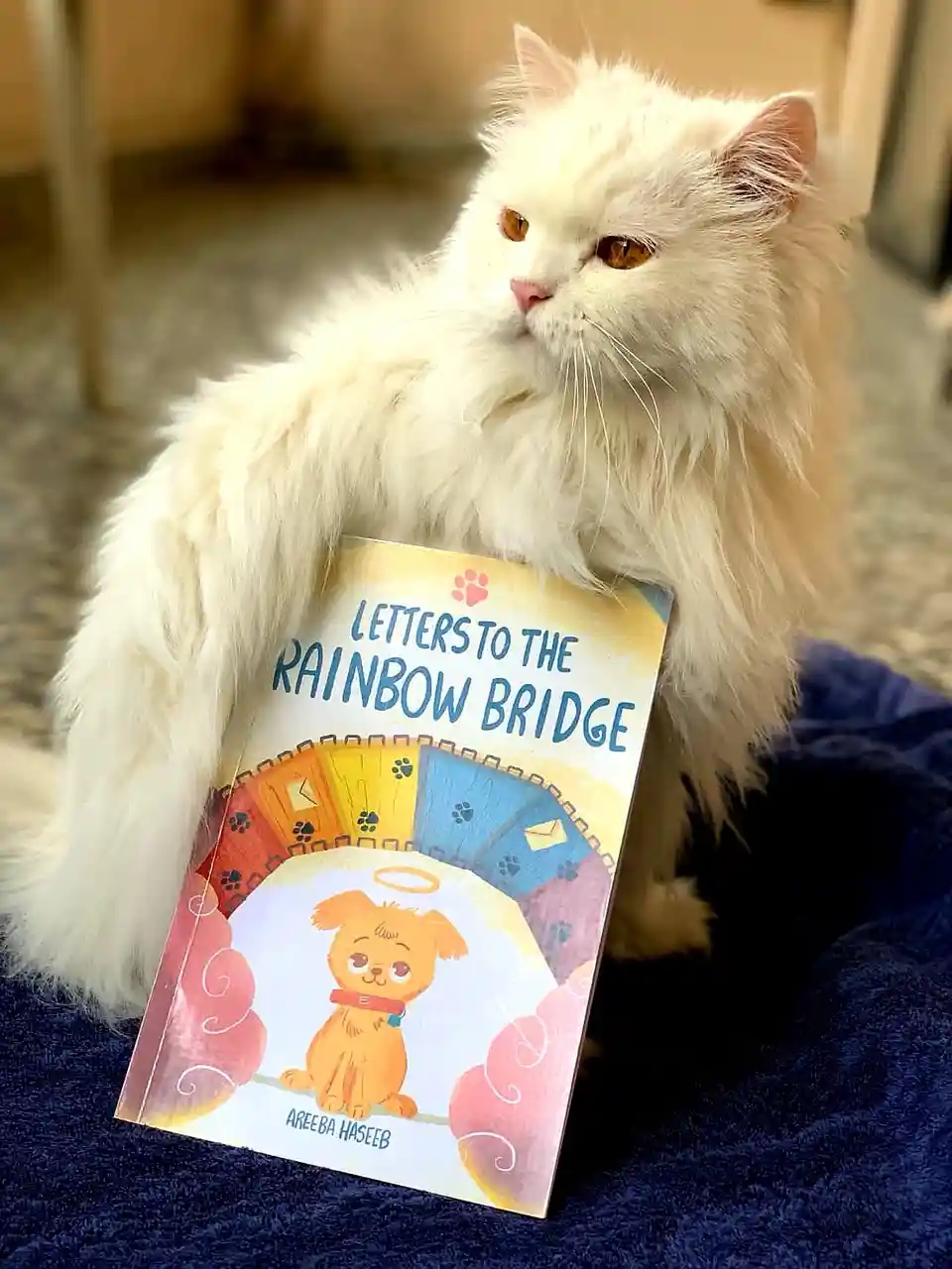 A fluffy white cat with amber eyes sits on a blue blanket, holding a children's book titled 'Letters to the Rainbow Bridge'…