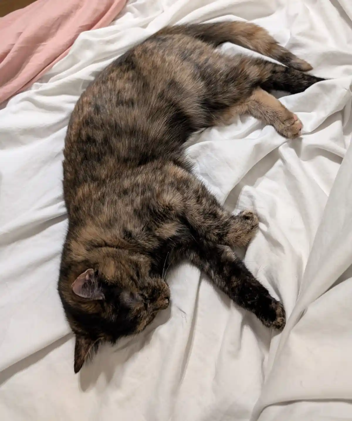 A tortoiseshell cat is curled up and sleeping soundly on a white bedsheet, with a pink blanket partially visible in the…