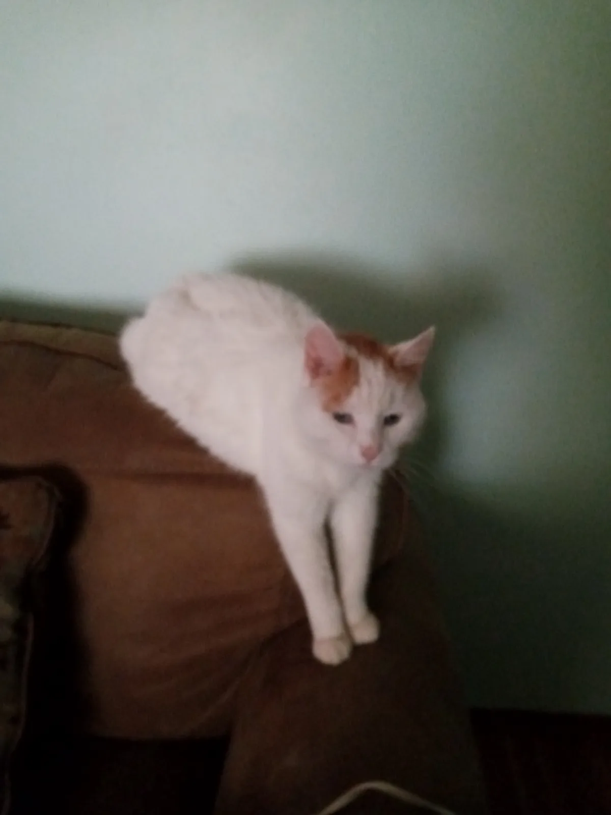 A white and orange cat sits on a brown couch with a slightly blurry, dimly lit background. The cat has a relaxed, slightly…
