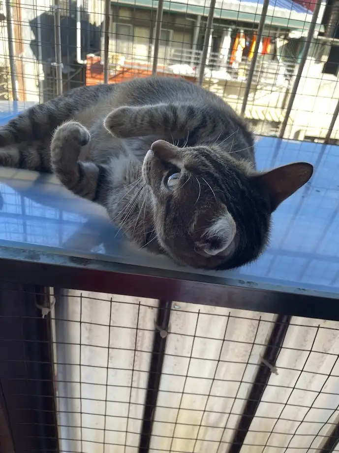 A tabby cat lies on its back on a glass surface, looking up with a relaxed expression, surrounded by a wire mesh fence. The…