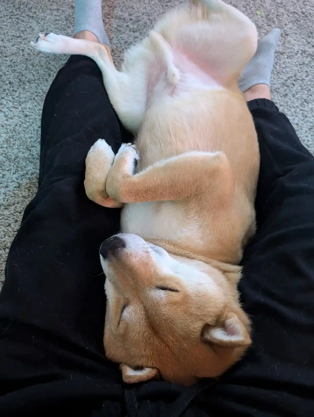 A tan and white shiba inu dog is lying on its back on a person's lap, exposing its belly and sleeping peacefully with eyes…