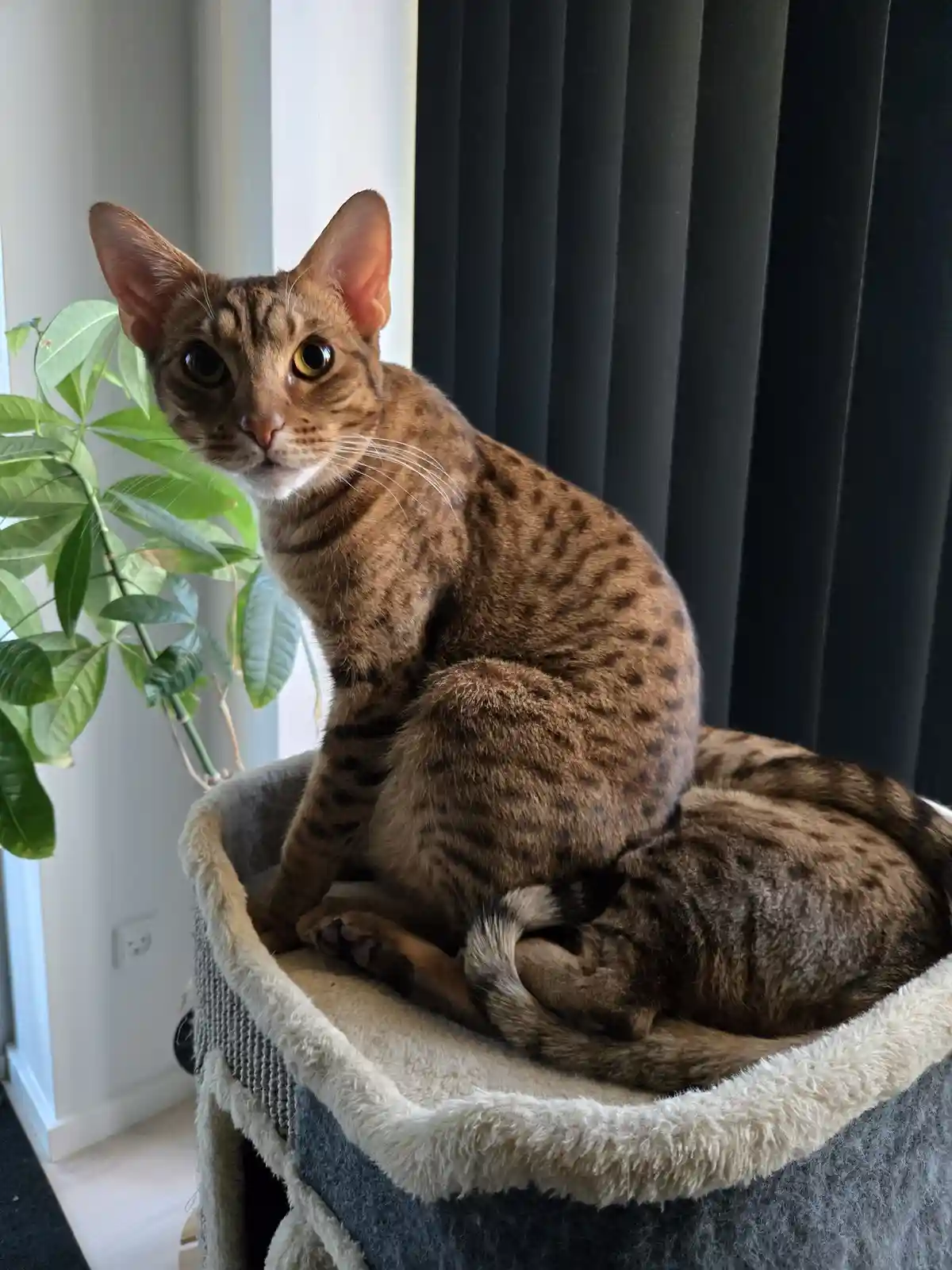 A brown spotted cat with large ears and wide eyes sits upright in a plush cat bed, looking directly at the camera with an…