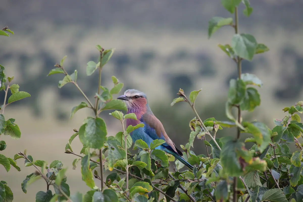 Stunning African Bluebird in Its Habitat