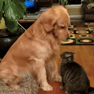 A six-panel sequence shows a golden retriever and a tabby cat sitting on a rug. The dog repeatedly leans in to sniff or…