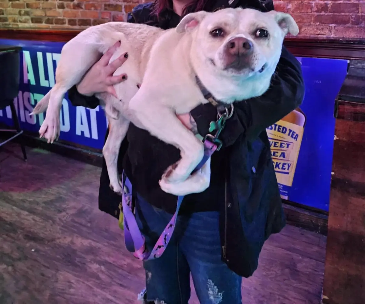 A person is holding a light-colored dog in a bar or restaurant setting, with a brick wall and a 'sweet tea' sign visible in…