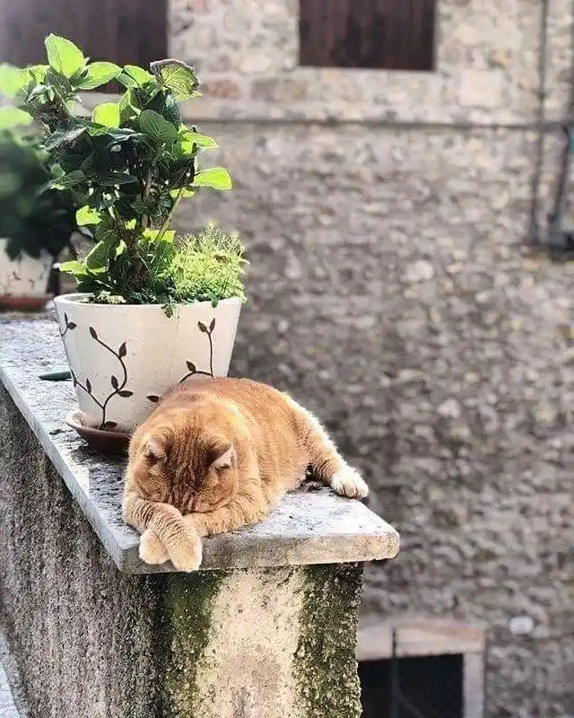 A fluffy orange tabby cat is sleeping soundly on a stone ledge next to a potted plant, its head resting on its paws. The…
