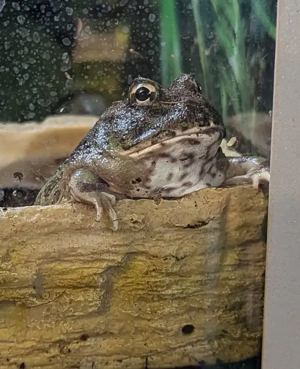 A close-up photo of a large, textured frog with prominent eyes and a wide mouth, perched on a wooden log inside what appears…
