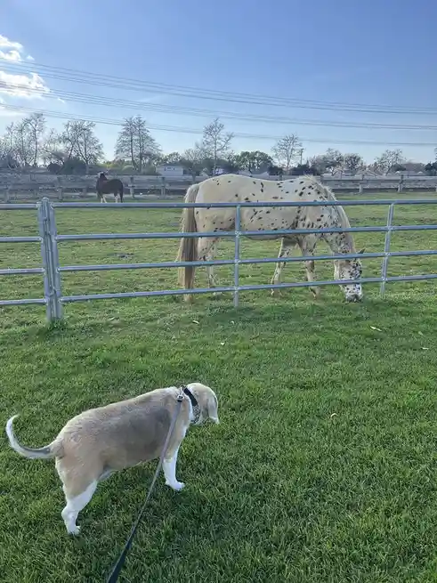 A tan and white dog on a leash stands on green grass, looking intently at a spotted horse grazing behind a metal fence…