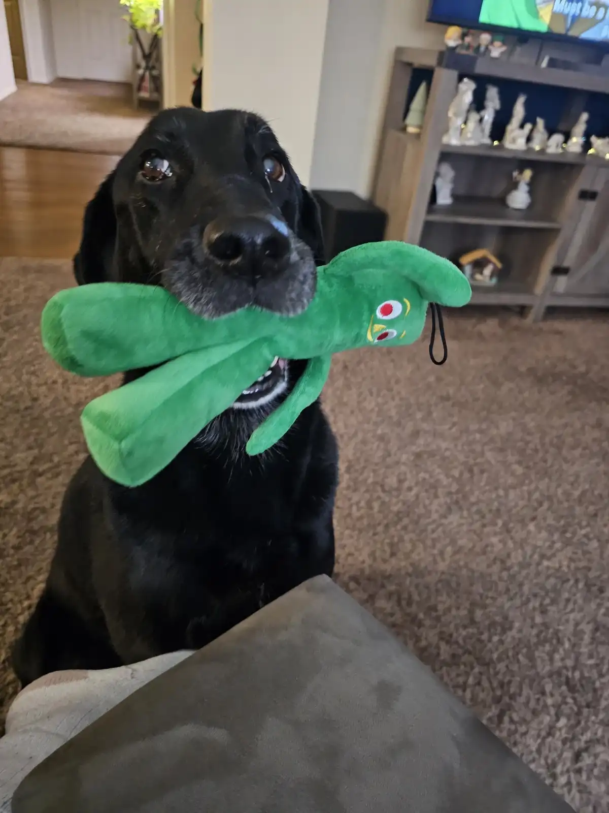 A black dog with a slightly sad or pleading expression sits on a carpeted floor, holding a green plush toy in its mouth. The…
