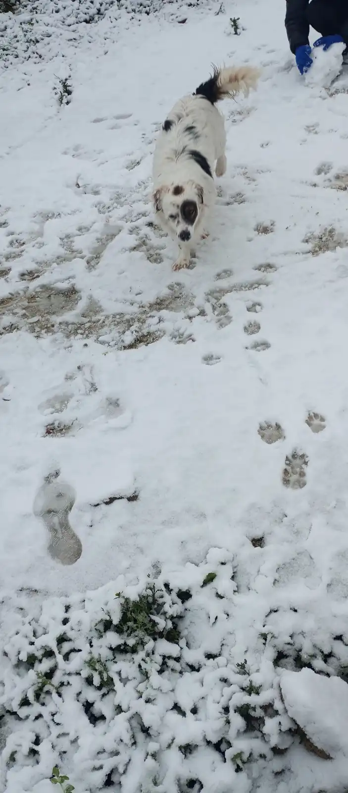 A white and black dog walks toward the camera through a patchy snow-covered yard, following a trail of human footprints and…
