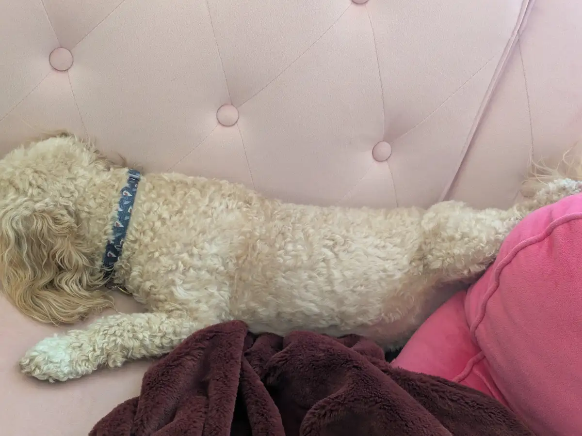 A light-colored, curly-haired dog is lying stretched out on a pink tufted couch, wearing a patterned collar. A maroon…
