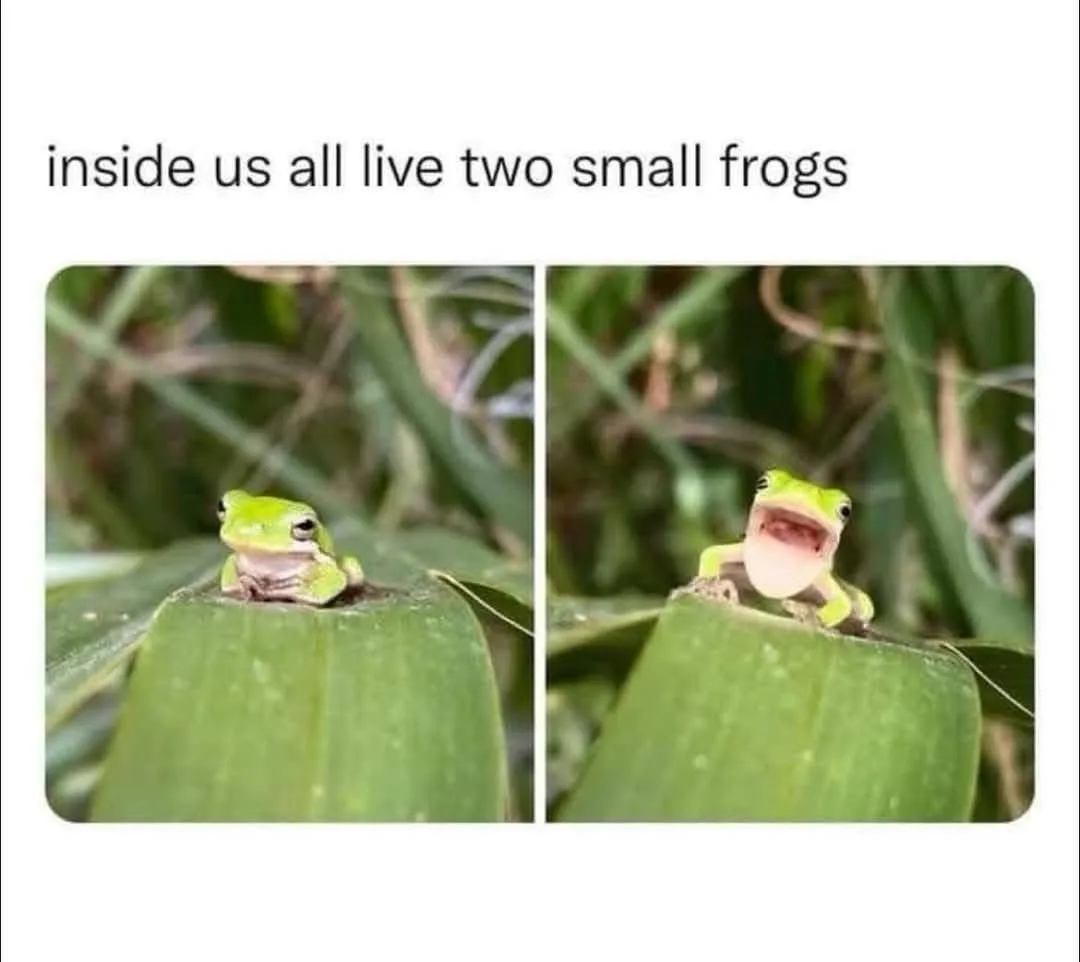The image shows a split-screen of a small green frog on a leaf. On the left, the frog is calm and still. On the right, the…
