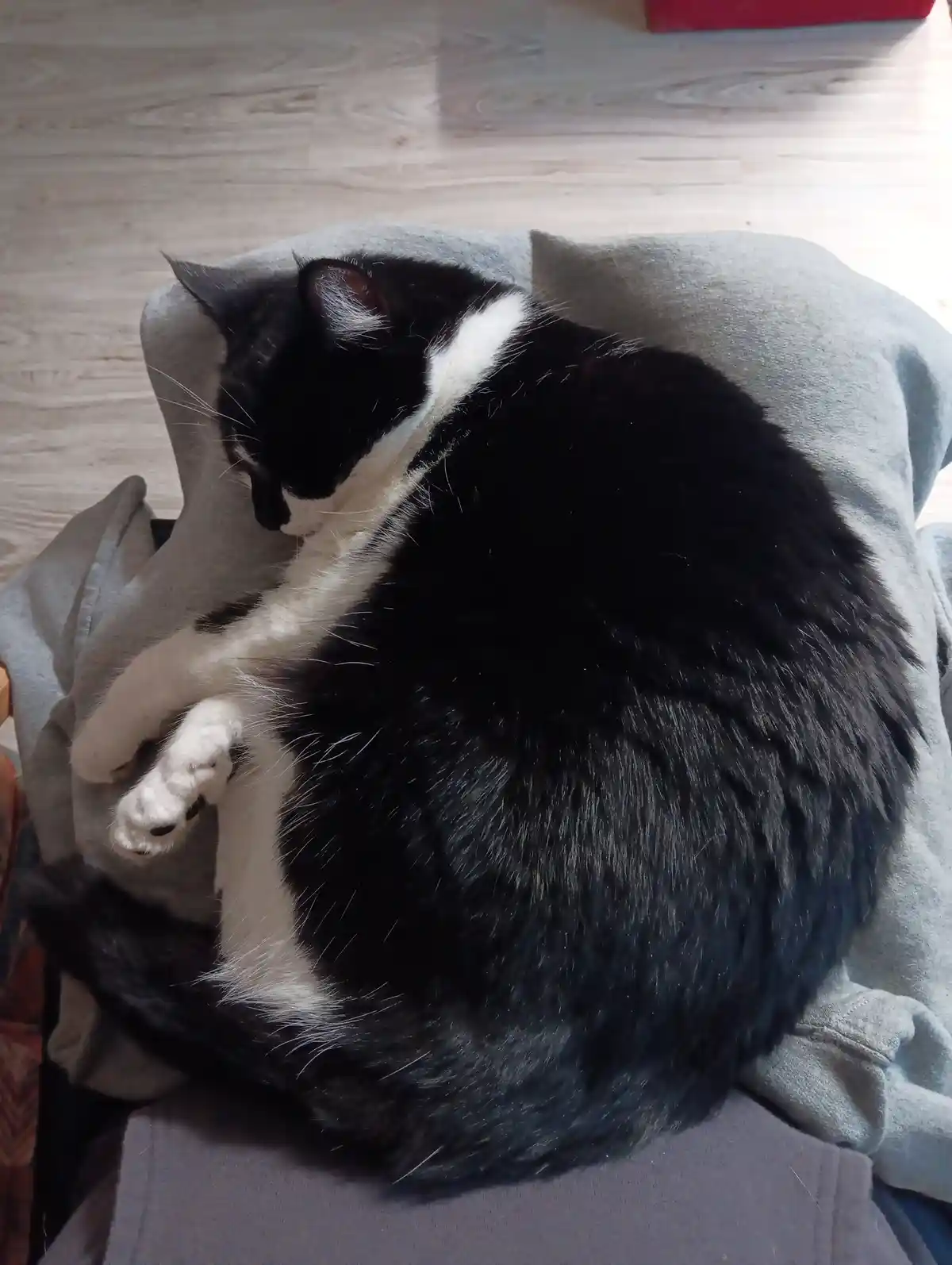 Meet Cali, the Lap Cat: Your Christmas Cuddle Buddy
