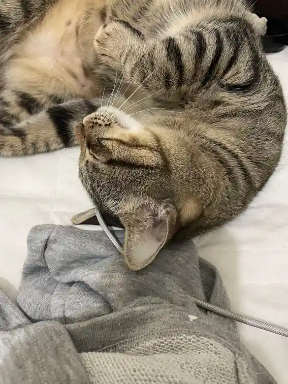 A tabby cat is curled up on a bed, resting its head on a grey hoodie while appearing deeply relaxed or asleep. Its paw is…
