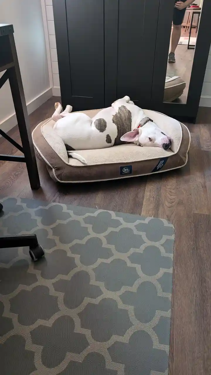 A white dog with brown patches is lying on its back in a beige dog bed, appearing very relaxed. The dog is in a room with…