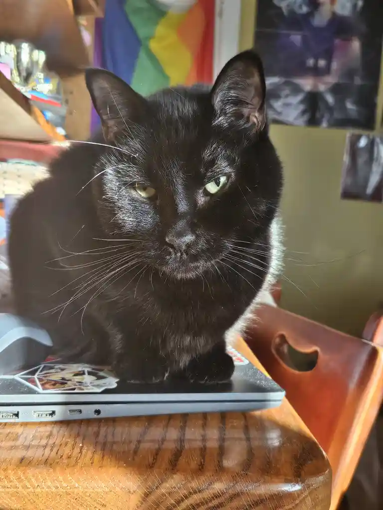 A black cat with green eyes sits atop a closed laptop on a wooden table, looking directly at the camera with a stern…