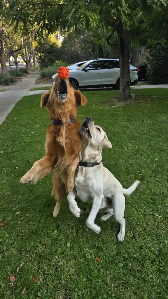 The Unlikely Duo: Shadow and Chance