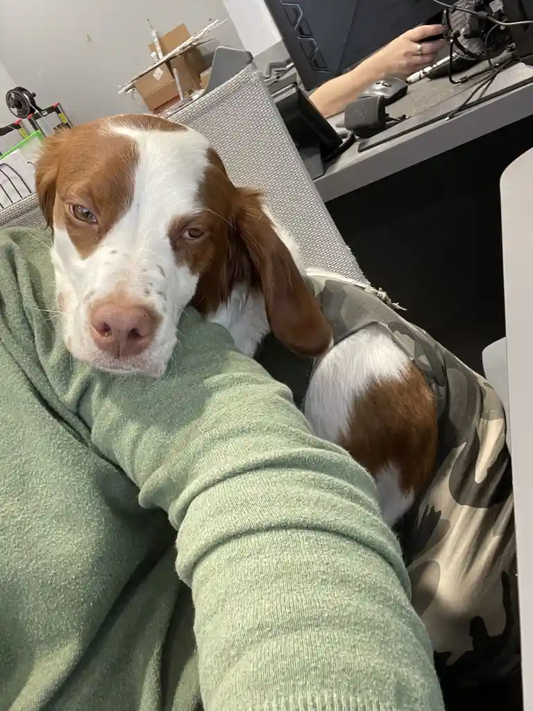 A brown and white dog wearing a camouflage-patterned vest sits in a chair next to a person in a green hoodie, looking…