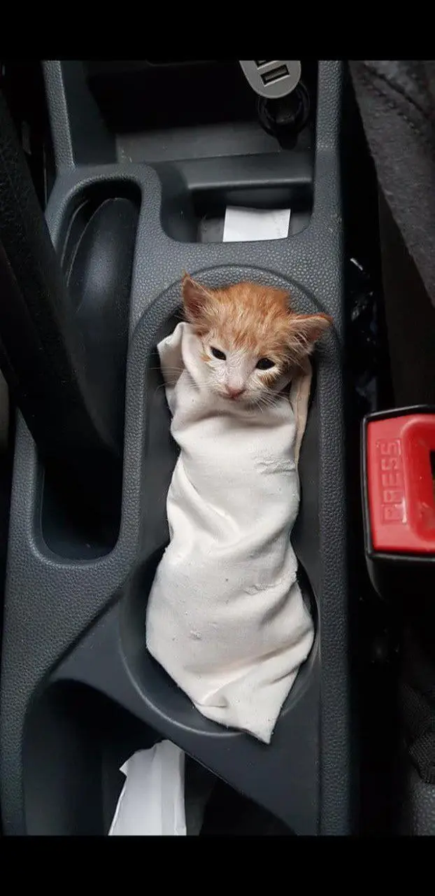 A small orange tabby kitten is wrapped in a white cloth and nestled inside a car's center console cup holder. The kitten…