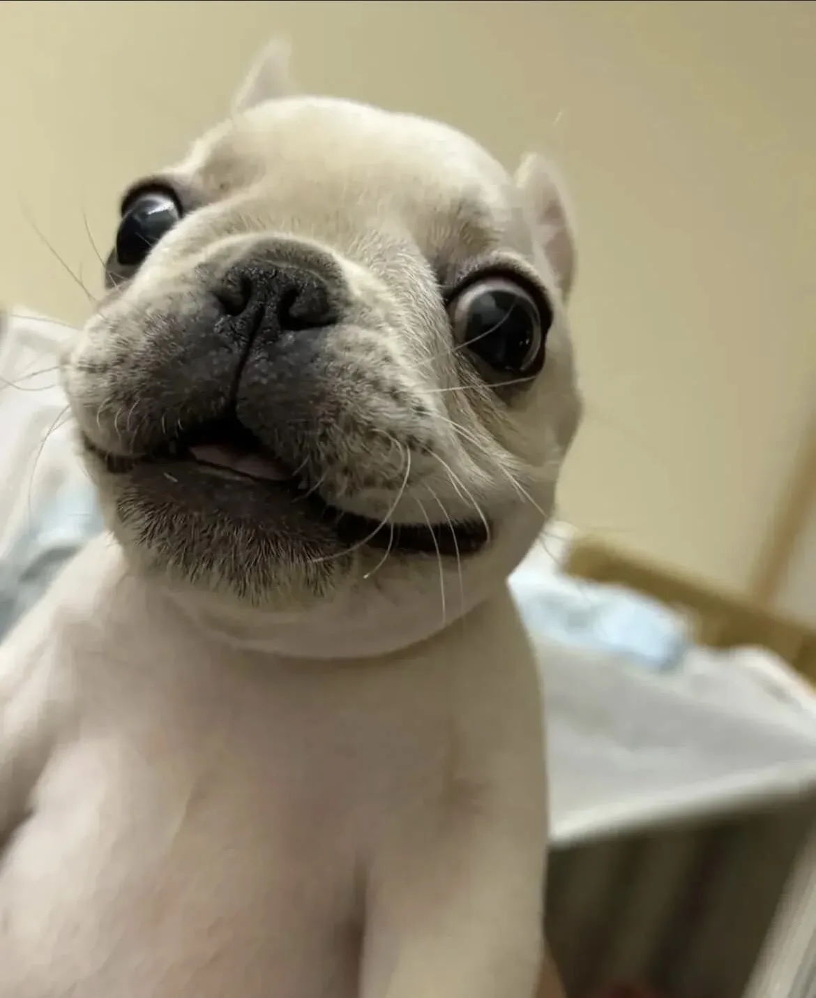 A close-up photo of a light-colored French bulldog puppy with large, round, glossy black eyes staring directly at the…