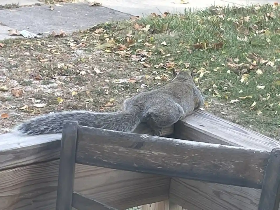A gray squirrel is seen from behind, sitting on the corner of a weathered wooden structure, possibly a bench or fence, with…