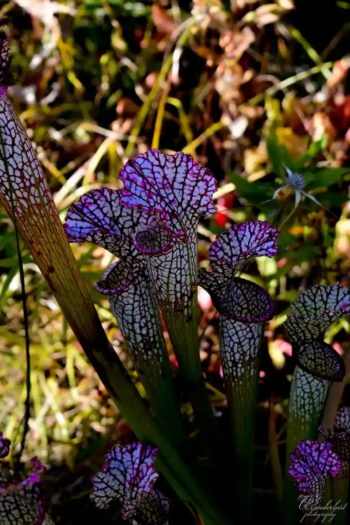 A close-up photograph of several purple and white pitcher plants with intricate veining, growing in a natural, sunlit…
