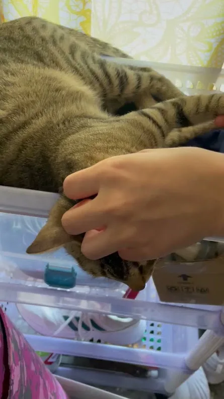 A tabby cat is lying on its side inside a clear plastic storage bin, appearing uninterested or annoyed as a human hand pets…