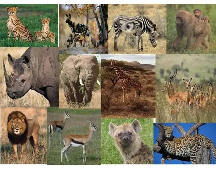A collage of twelve photographs of African wildlife, including cheetahs, wild dogs, zebras, baboons, rhinos, elephants…