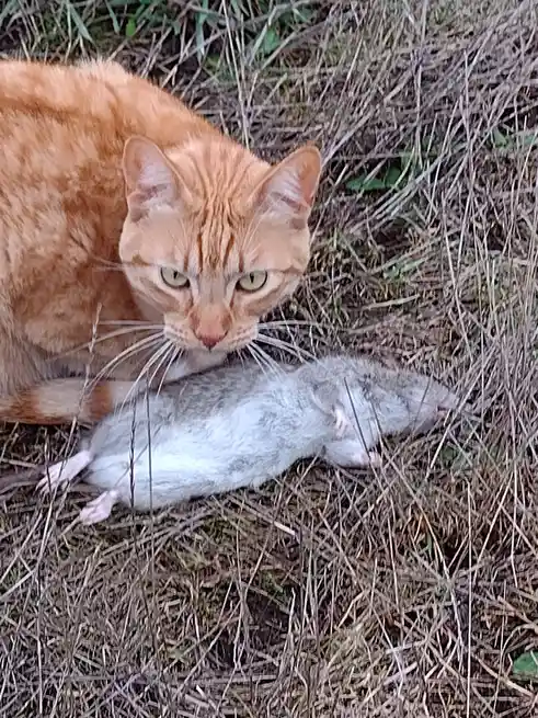 The Legendary King Rat