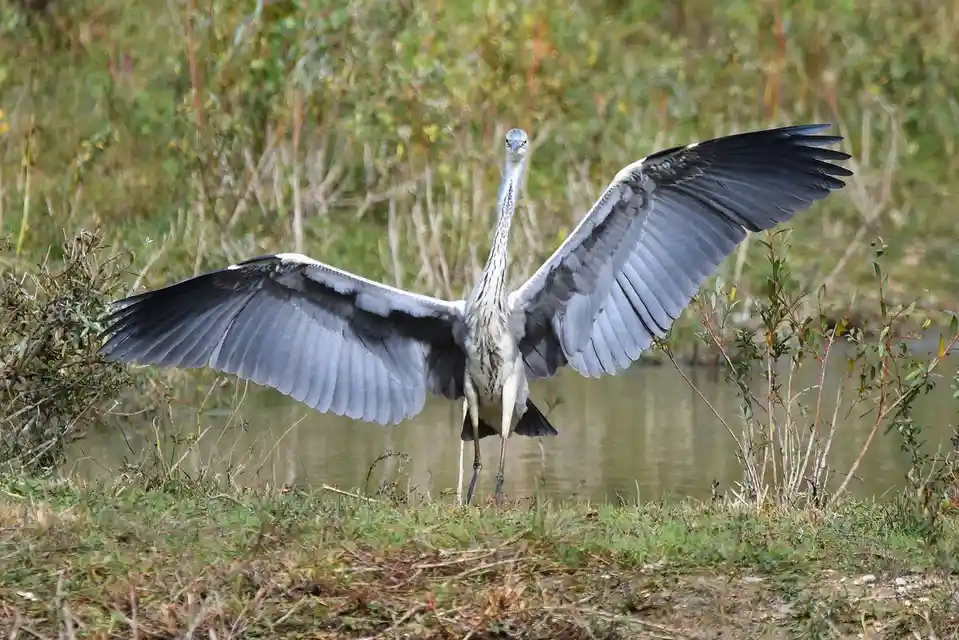 A grey heron stands on a grassy bank beside water, wings fully spread wide in a dramatic pose, with blurred green and brown…