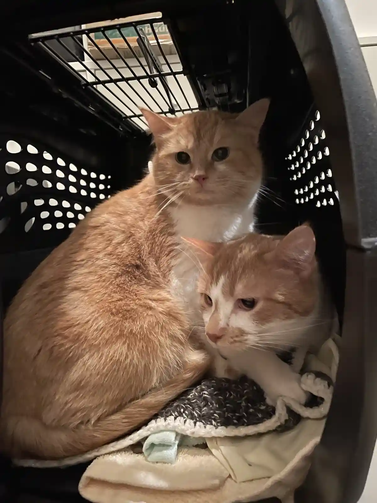 Two orange and white cats sit inside a black plastic pet carrier, one looking directly at the camera with a neutral…