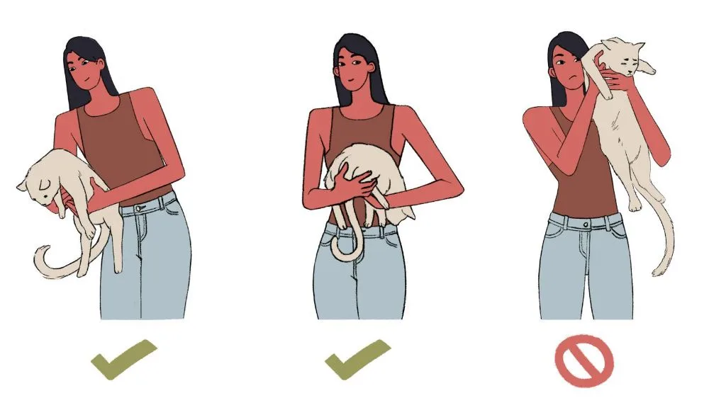 An illustrated guide showing a woman holding a cat in three different ways. The first two show her holding the cat gently…