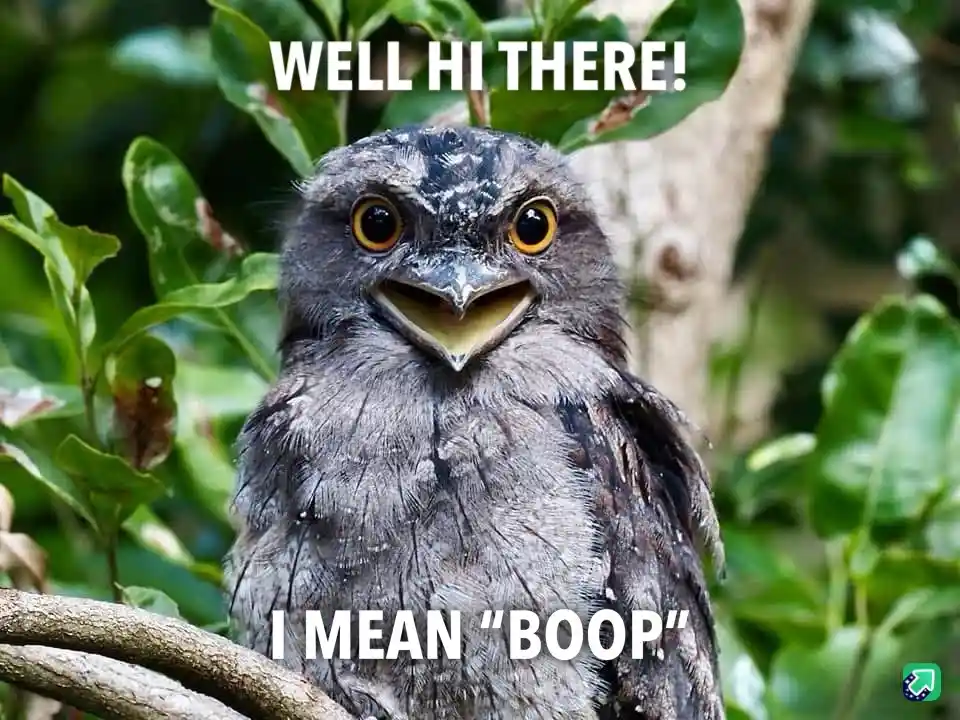A close-up photo of a tawny frogmouth bird perched on a branch, surrounded by green foliage. The bird has large, round…