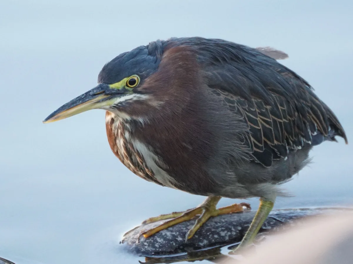 A close-up photo of a green heron standing on a rock partially submerged in water, looking sideways with a serious…