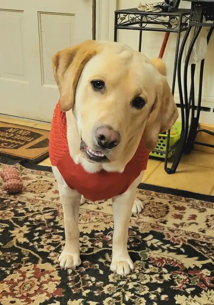 A yellow Labrador Retriever wearing a red sweater stands on a patterned rug indoors, looking directly at the camera with its…