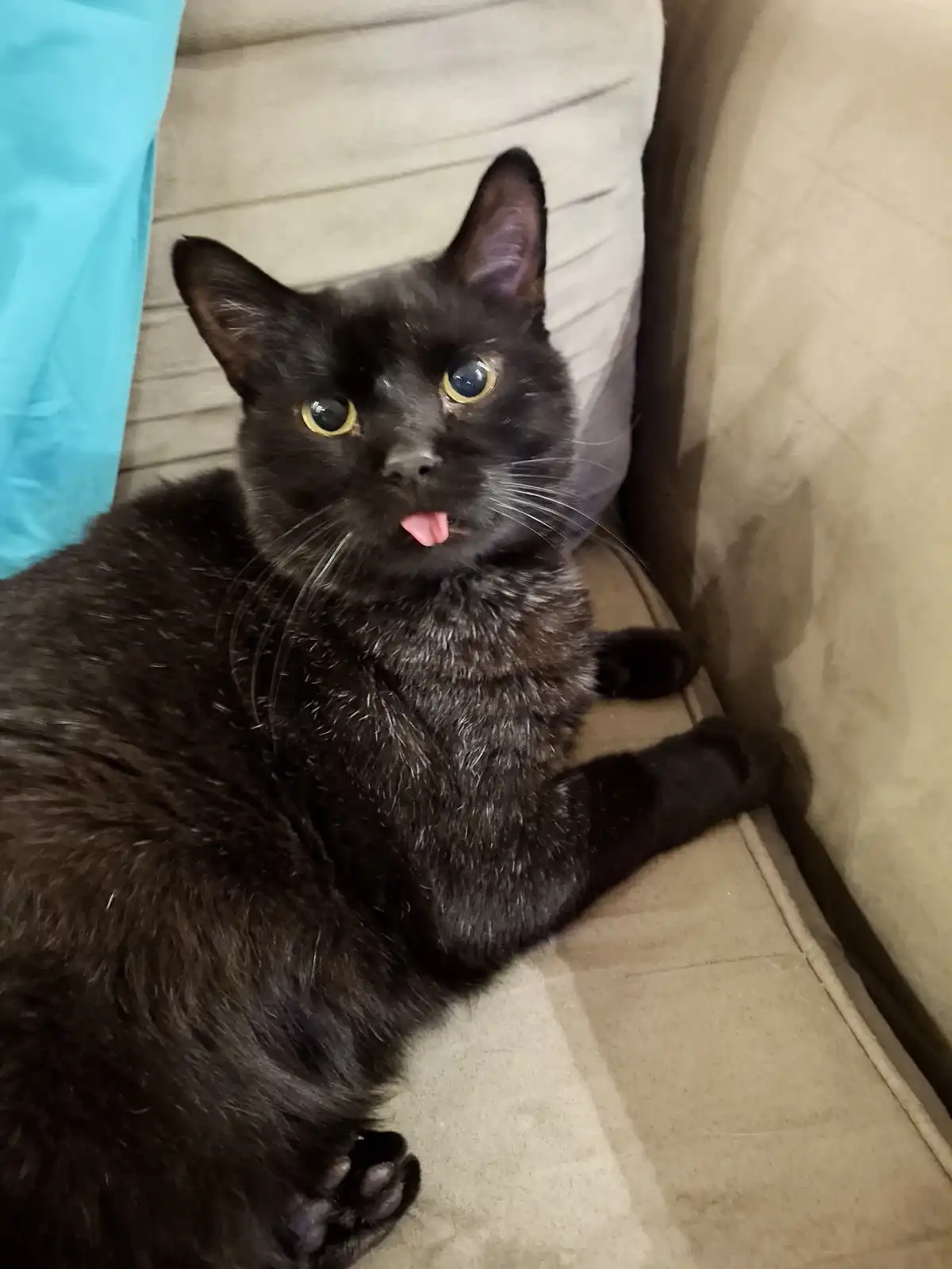 A black cat with wide, yellow eyes and a pink tongue sticking out sits on a beige couch, looking directly at the camera. A…