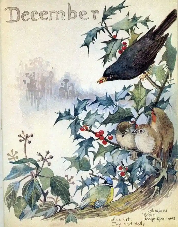A vintage watercolor illustration labeled 'December' depicts several birds—Blackbird, Robin, Hedge-sparrows, and Blue…