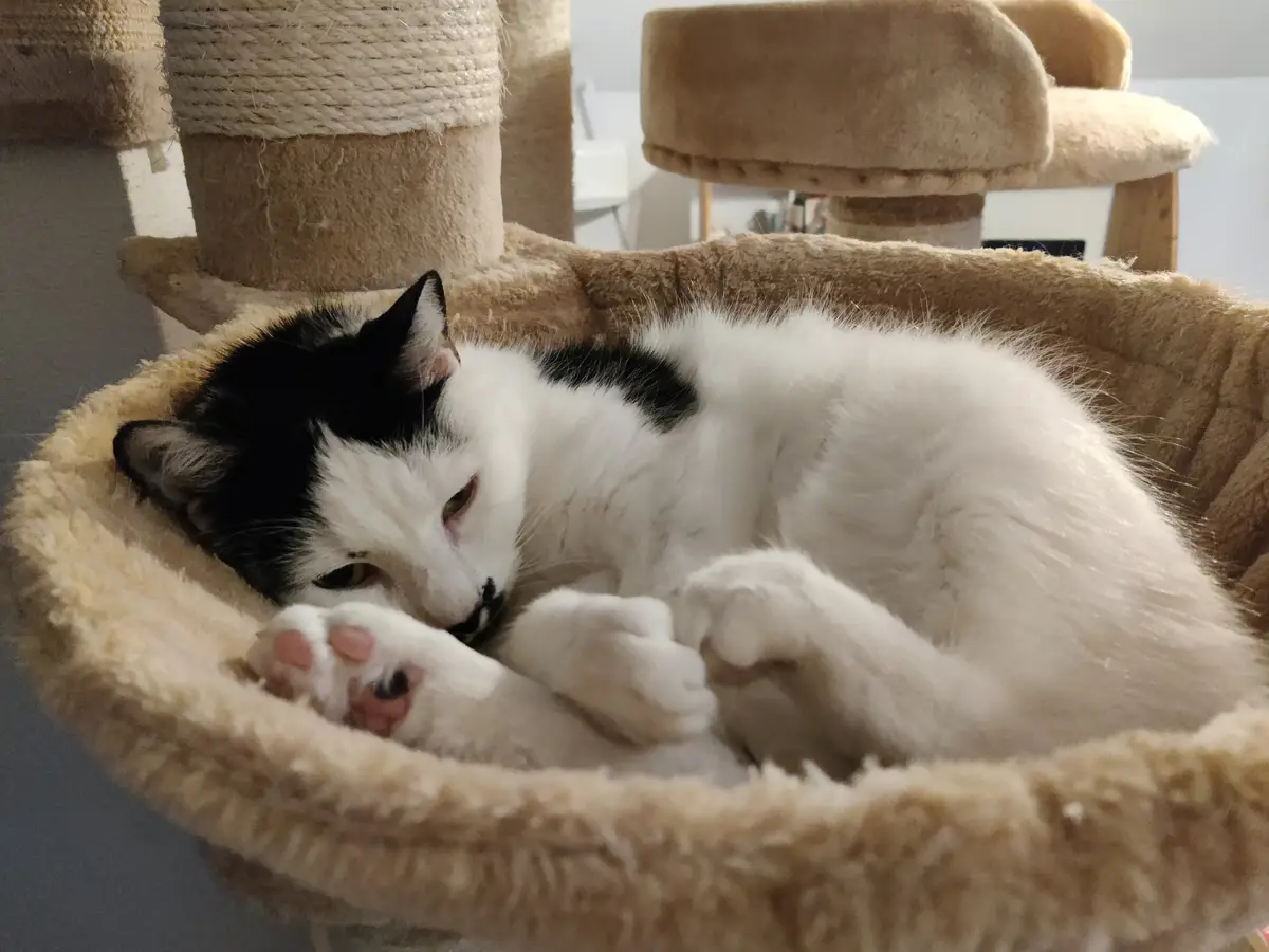 A black and white cat is curled up and sleeping in a plush, beige cat bed on a cat tree. The cat's eyes are half-closed, and…