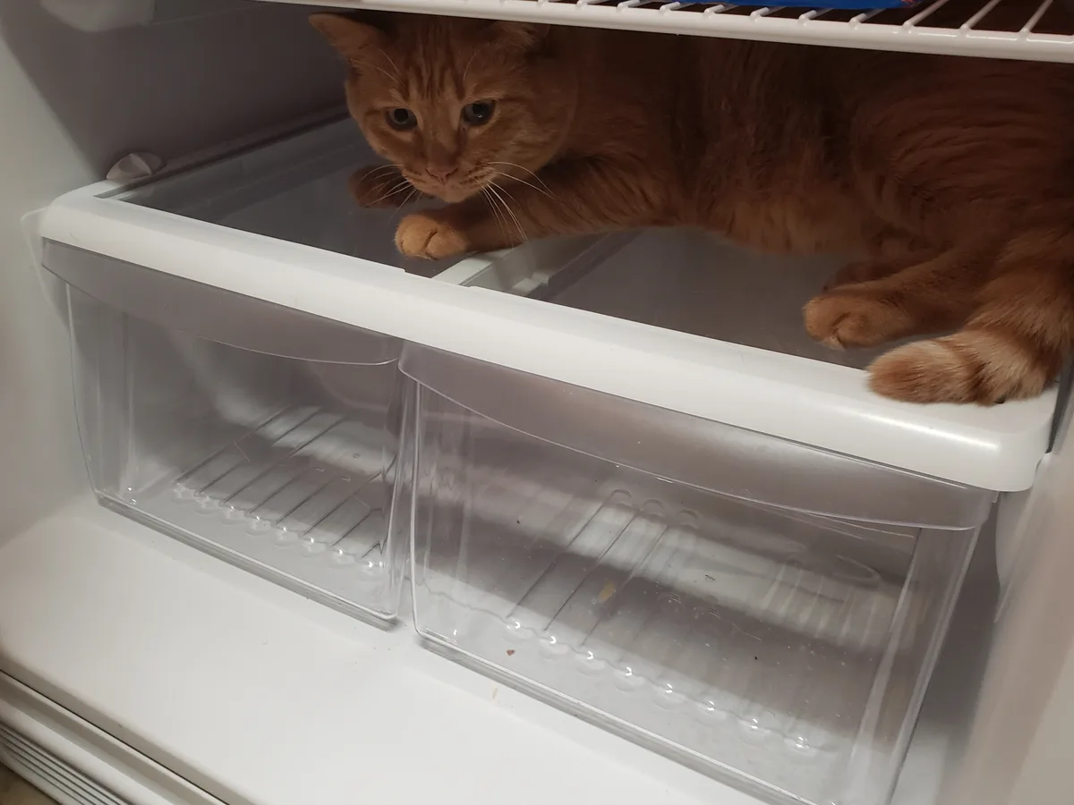 An orange tabby cat is lying inside an open refrigerator, resting on the edge of a clear plastic drawer, looking directly at…