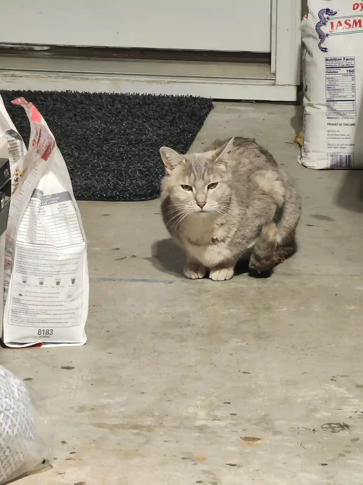 A gray tabby cat sits on a concrete floor near a door, looking directly at the camera with a slightly annoyed expression…