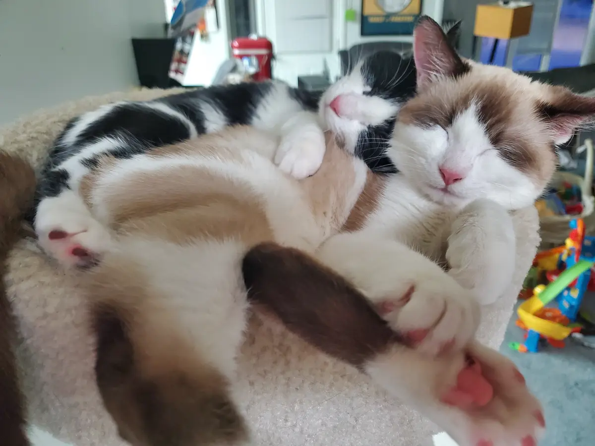 Two cats are curled up asleep on a soft, beige pet bed. The cat in the foreground is calico with white, brown, and black…