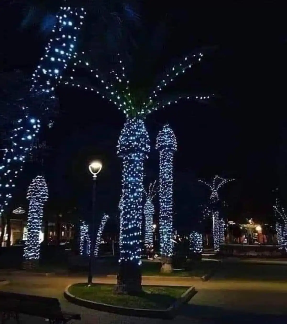 A nighttime photo of palm trees decorated with bright blue string lights, creating a festive atmosphere. The overlaid text…