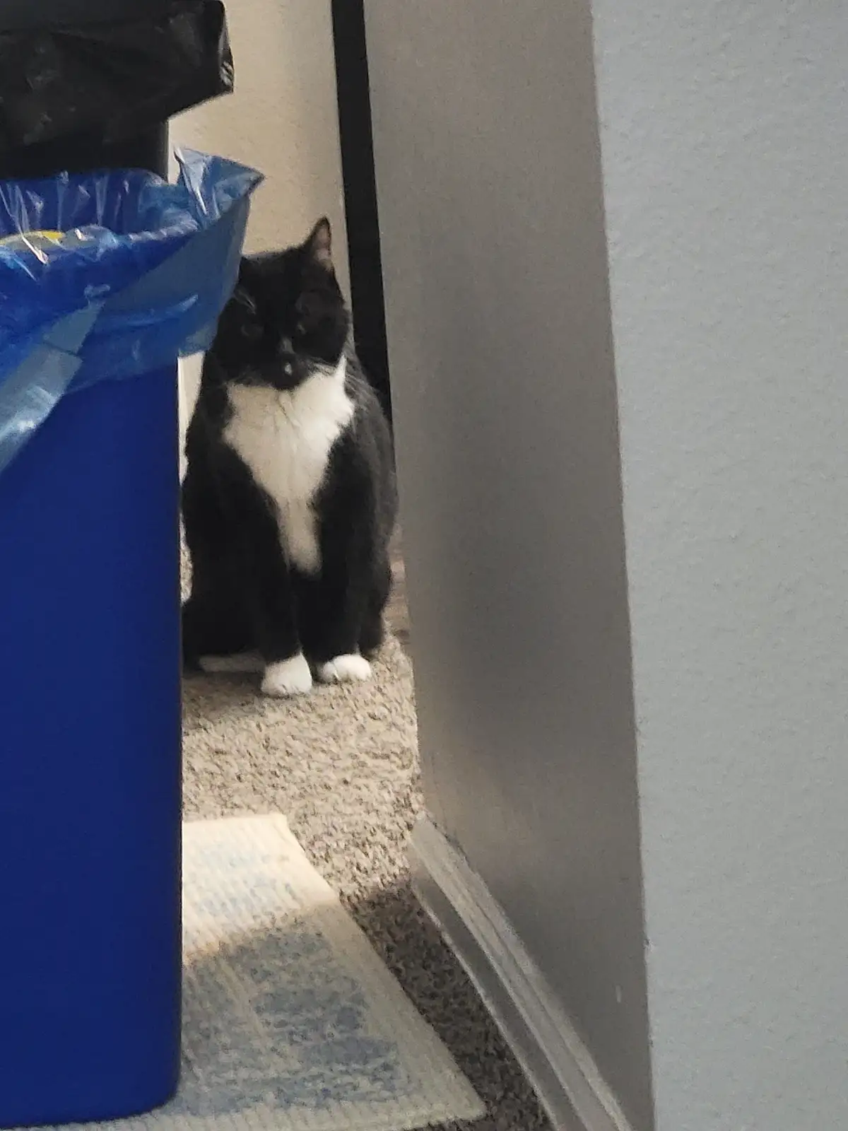 A black and white cat sits upright in a narrow hallway, partially obscured by a large blue trash can with a blue plastic…