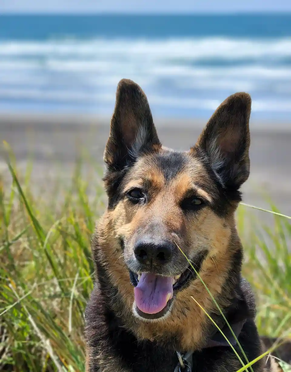 A German Shepherd dog with perky ears and a happy, panting expression sits in tall beach grass with the ocean blurred in the…