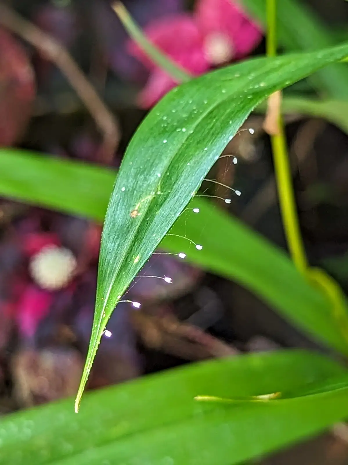 A close-up photo shows a green leaf with water droplets clinging to its edge and delicate spiderweb strands, with blurred…