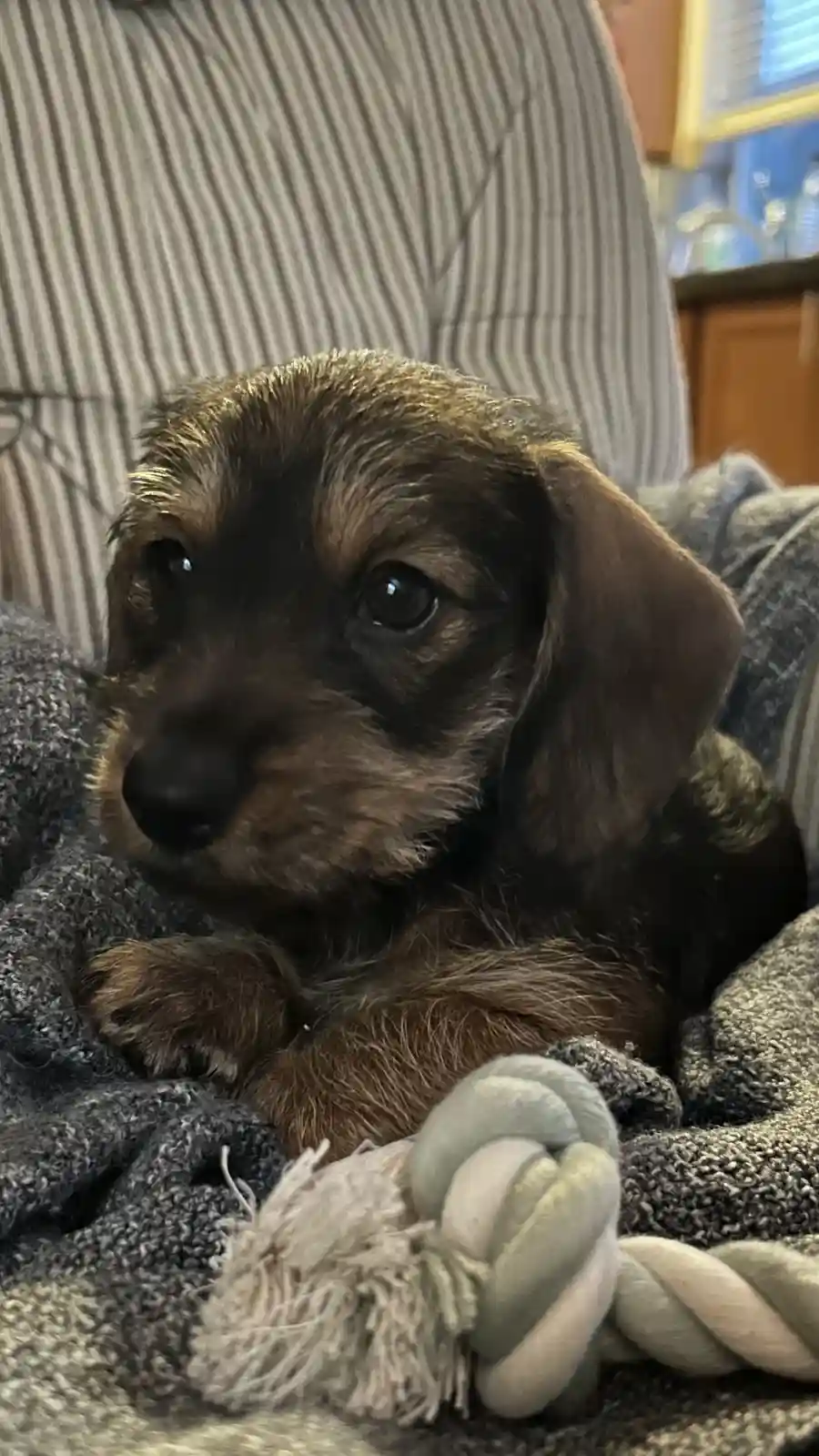 A small brown puppy with large, soulful eyes sits on a gray blanket, looking slightly off-camera with a melancholic…