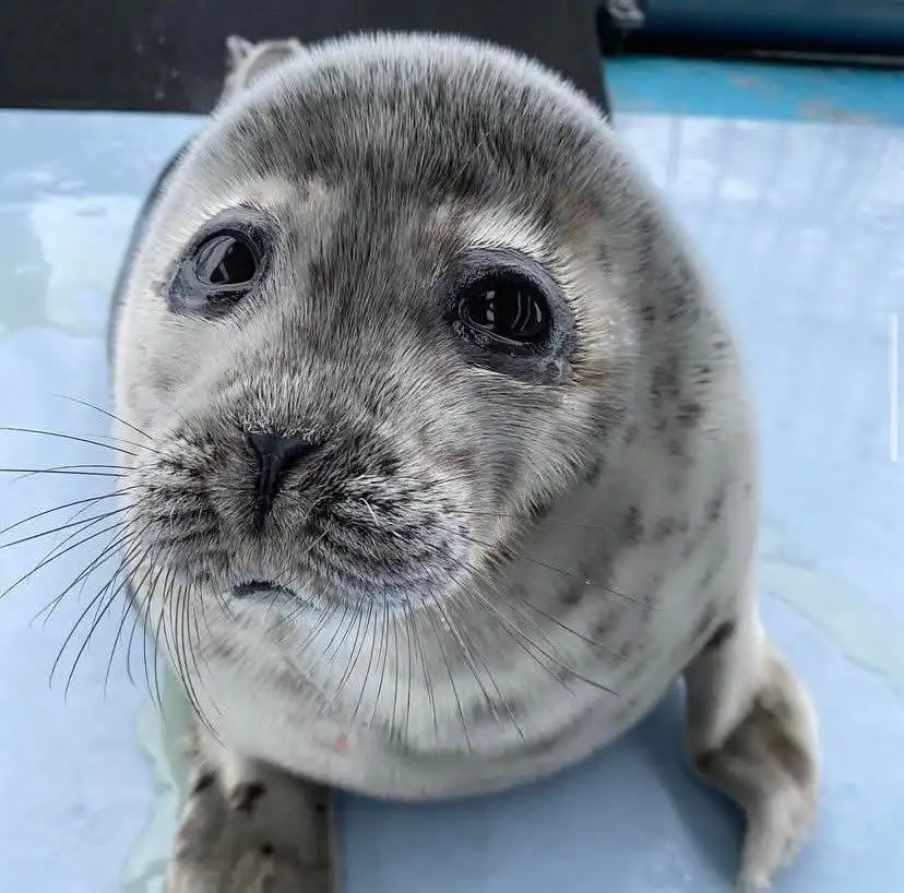 Adorable Seal Alert: Just Look at That Face! :3